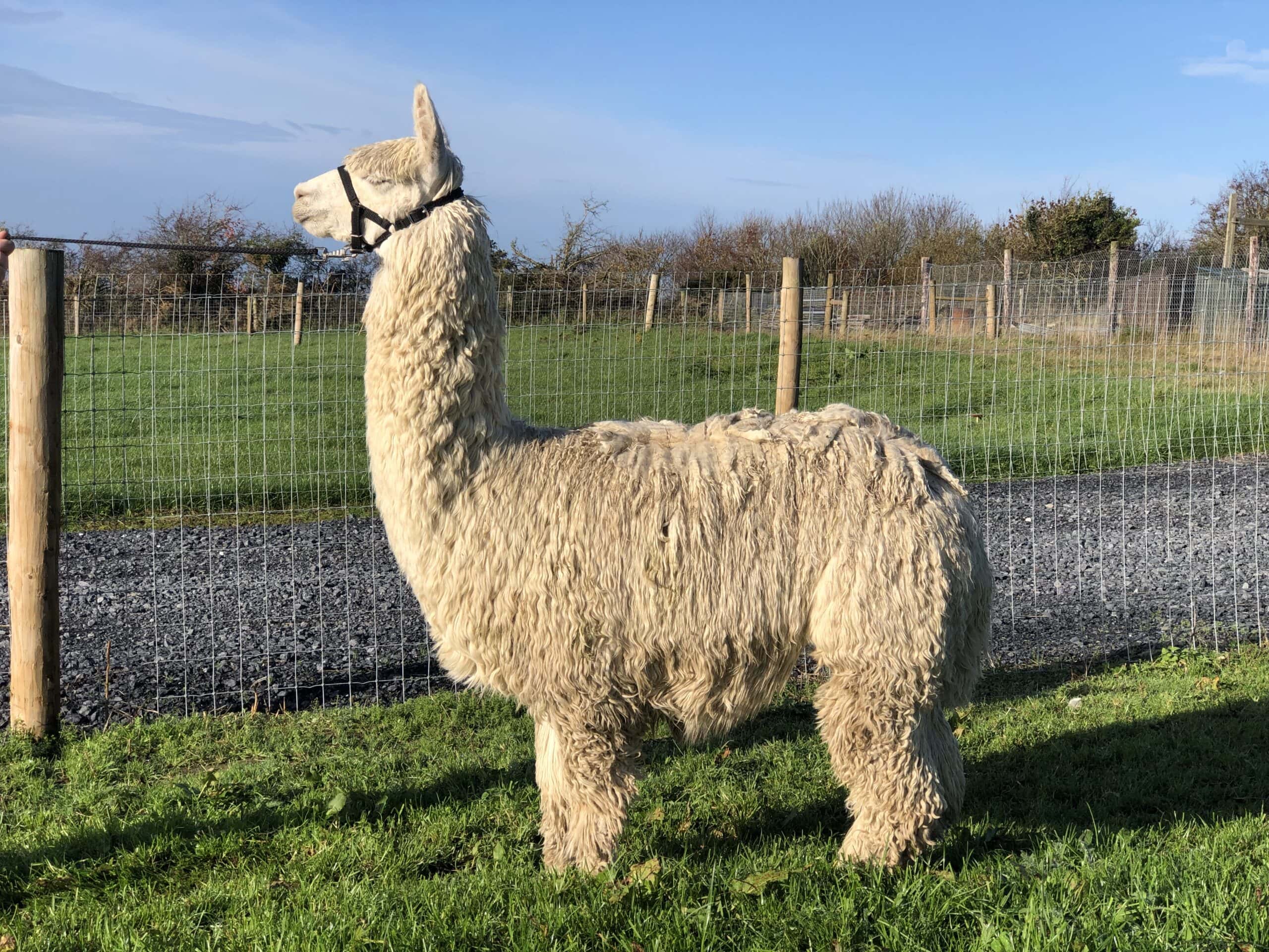 Alpaca standing in sunny pastoral farm field