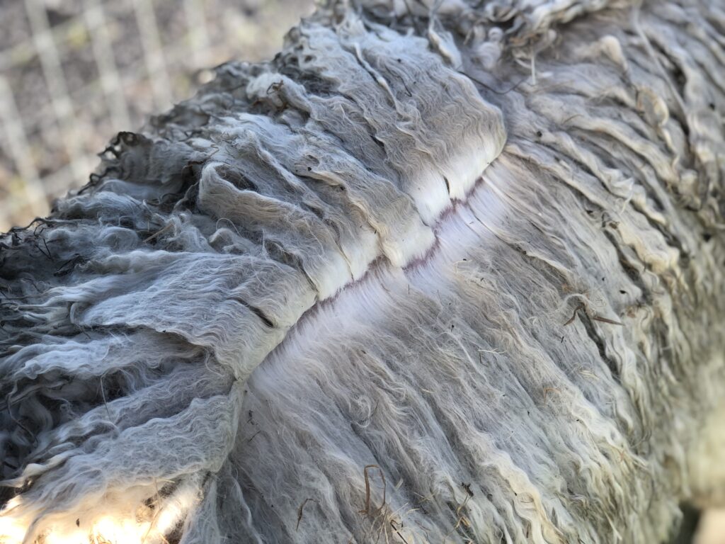 Close-up of textured tree bark in natural light
