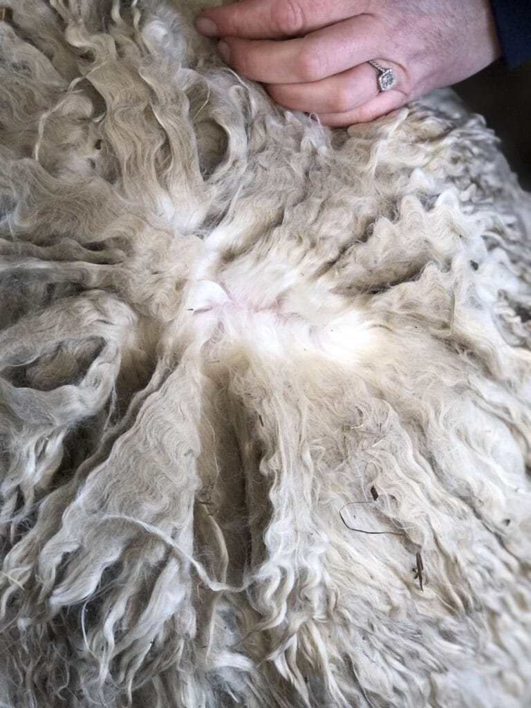 Close-up of textured sheep wool with human hand