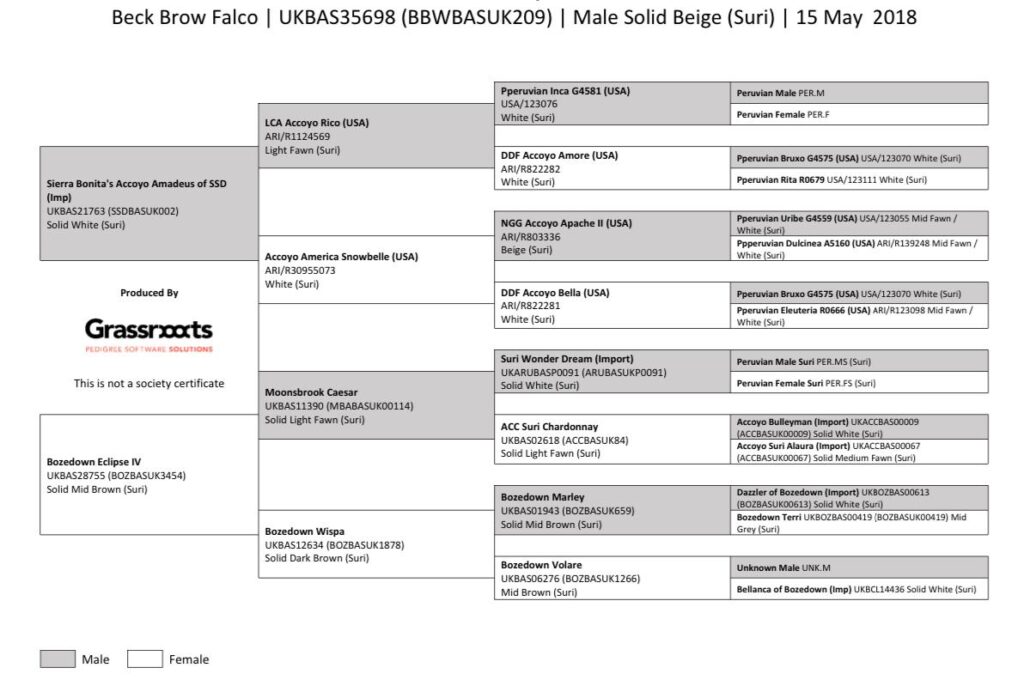 Detailed alpaca pedigree chart for Beck Brow Falco.