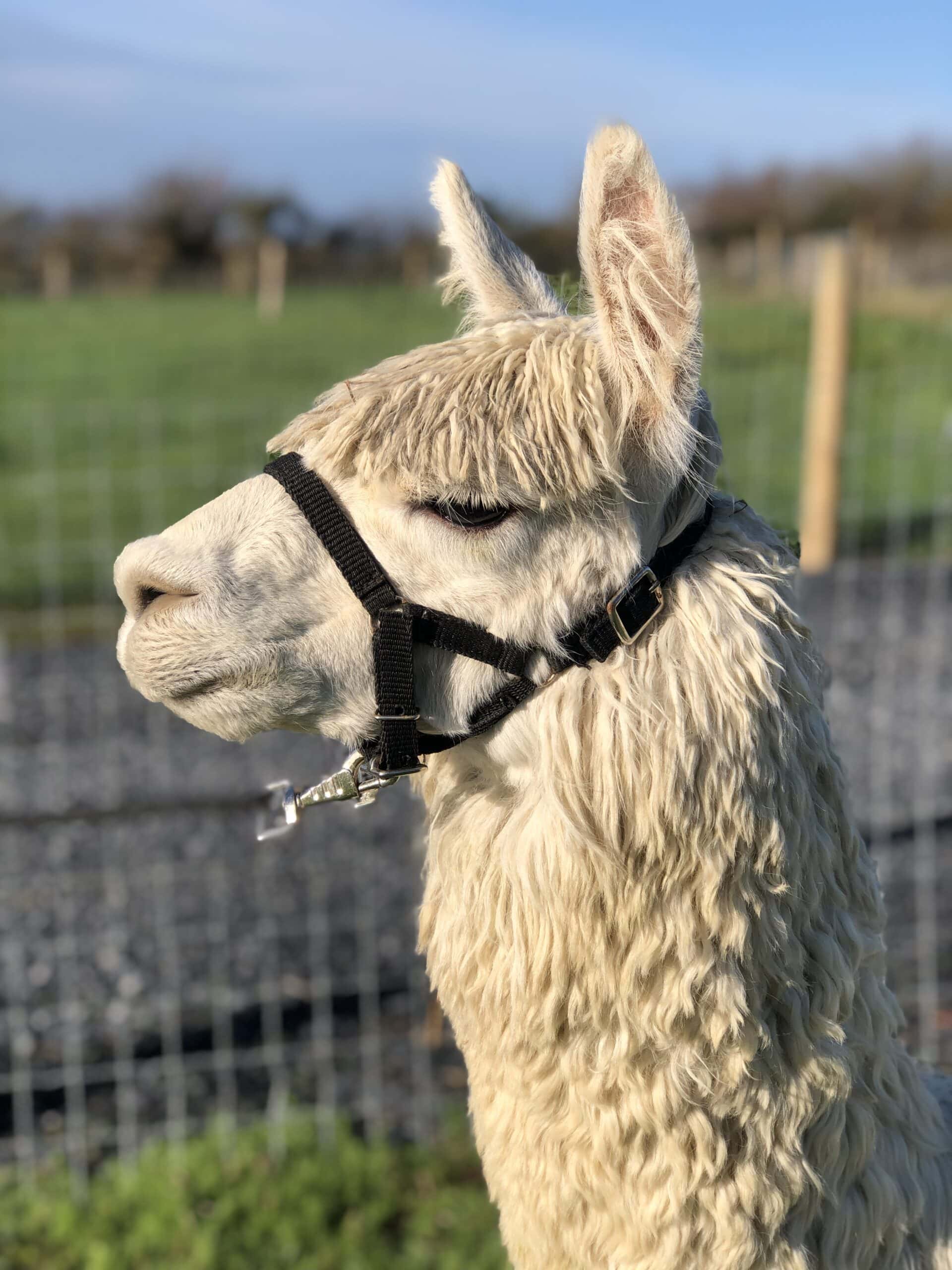 Close-up of white alpaca in harness outdoors