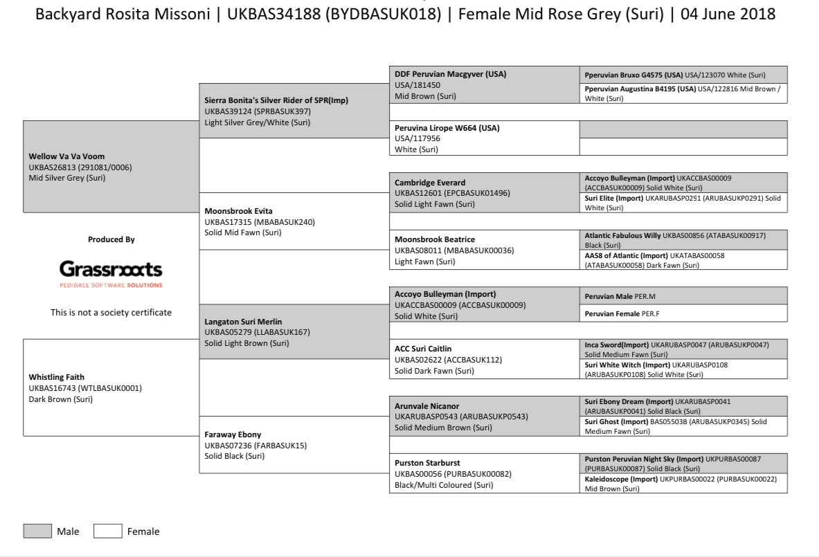 Detailed alpaca pedigree chart with various animal names.