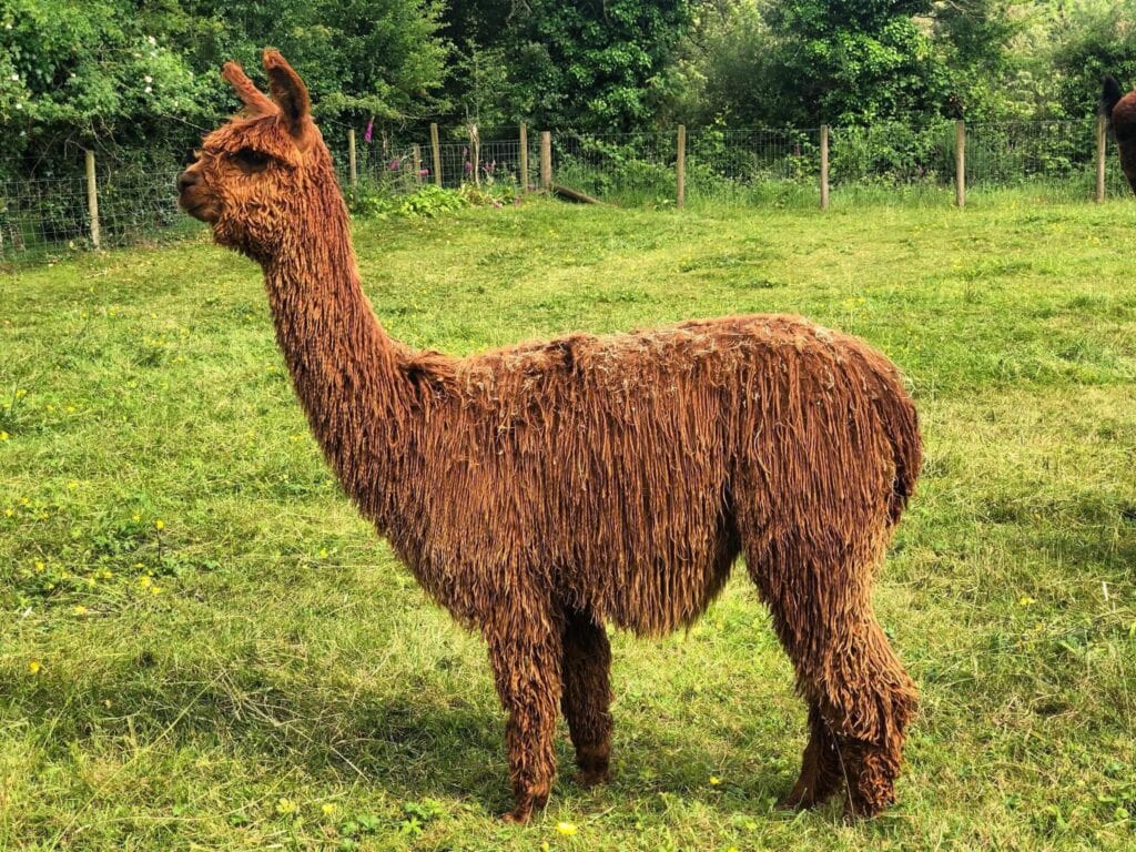 Brown alpaca standing in a lush green meadow.